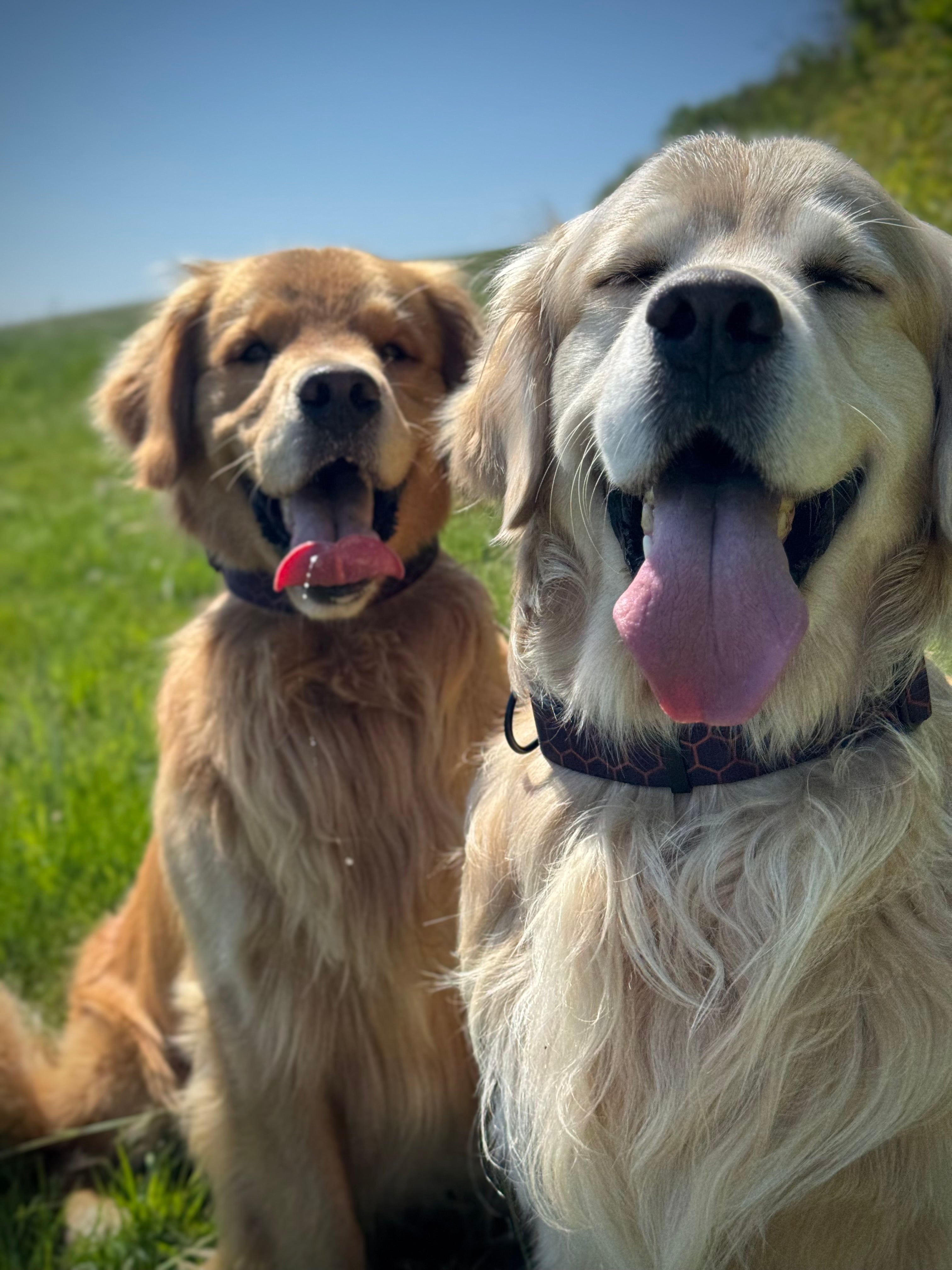 ReadyForBuckle | Collar | Hexagon Navy