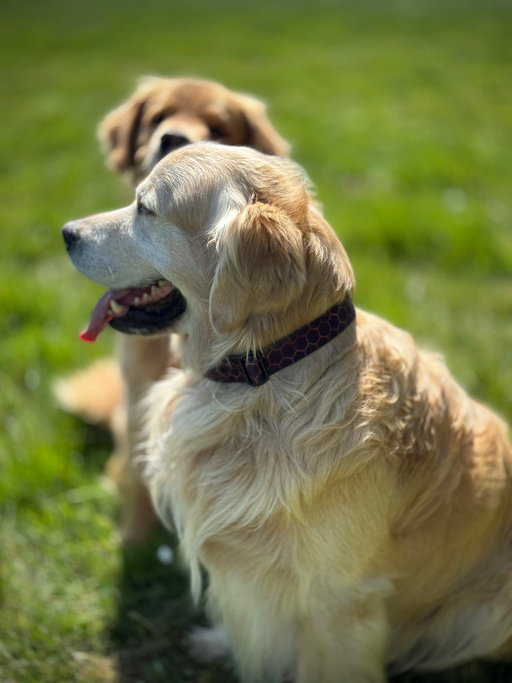 ReadyForHalf-slip | Collar | Hexagon Navy
