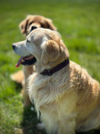 ReadyForHalf-slip | Collar | Hexagon Navy