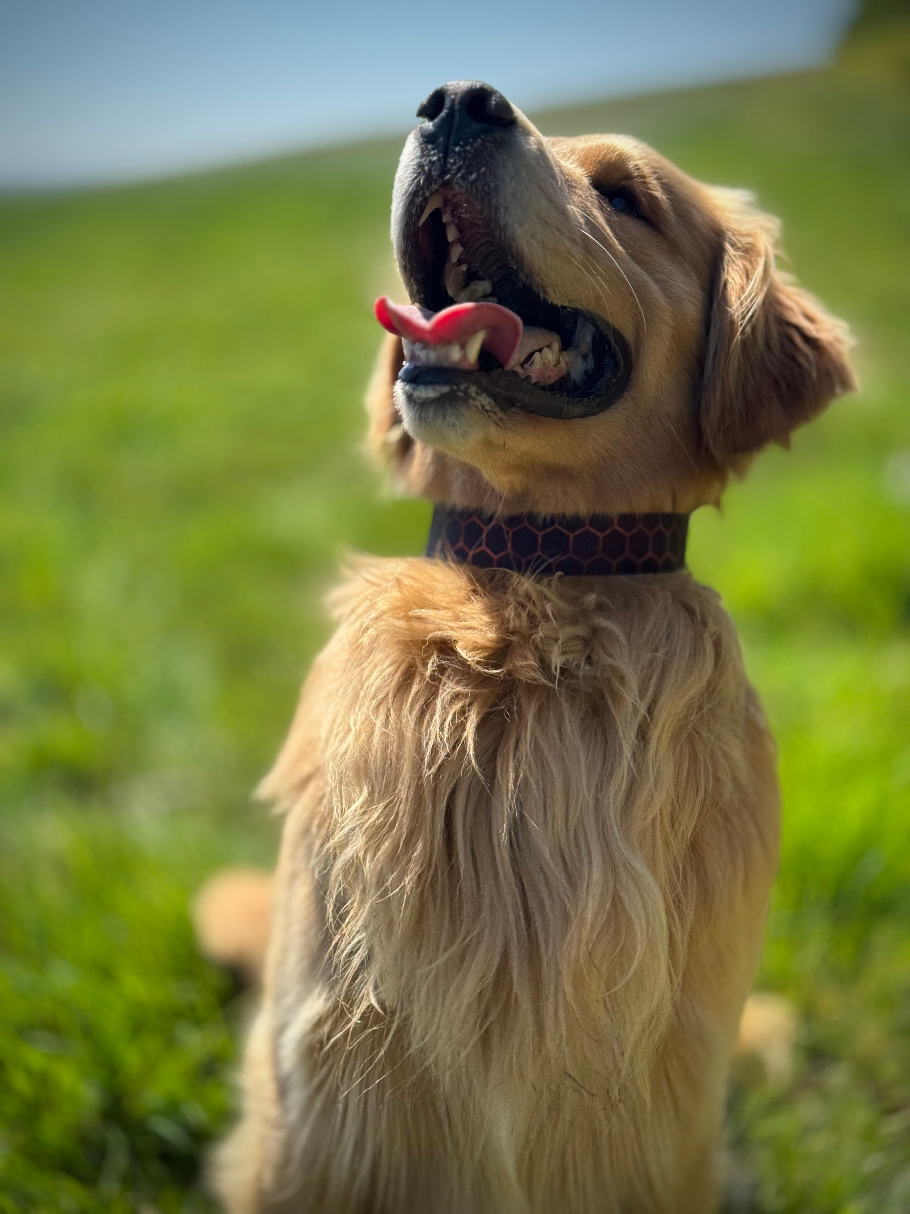 ReadyForBuckle | Collar | Hexagon Navy