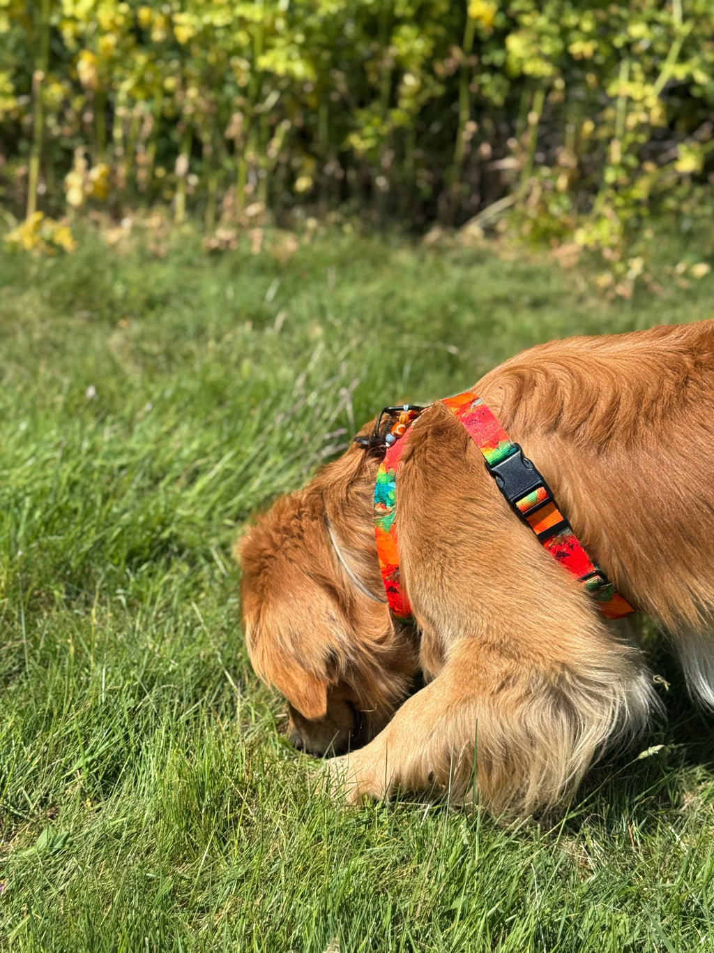 ReadyForHarness | Energy