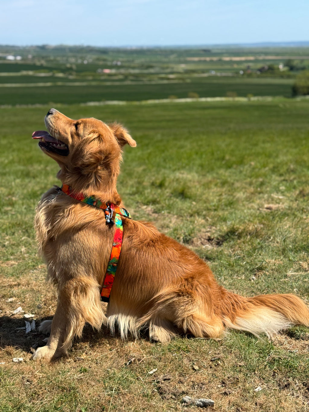 ReadyForHarness | Energy