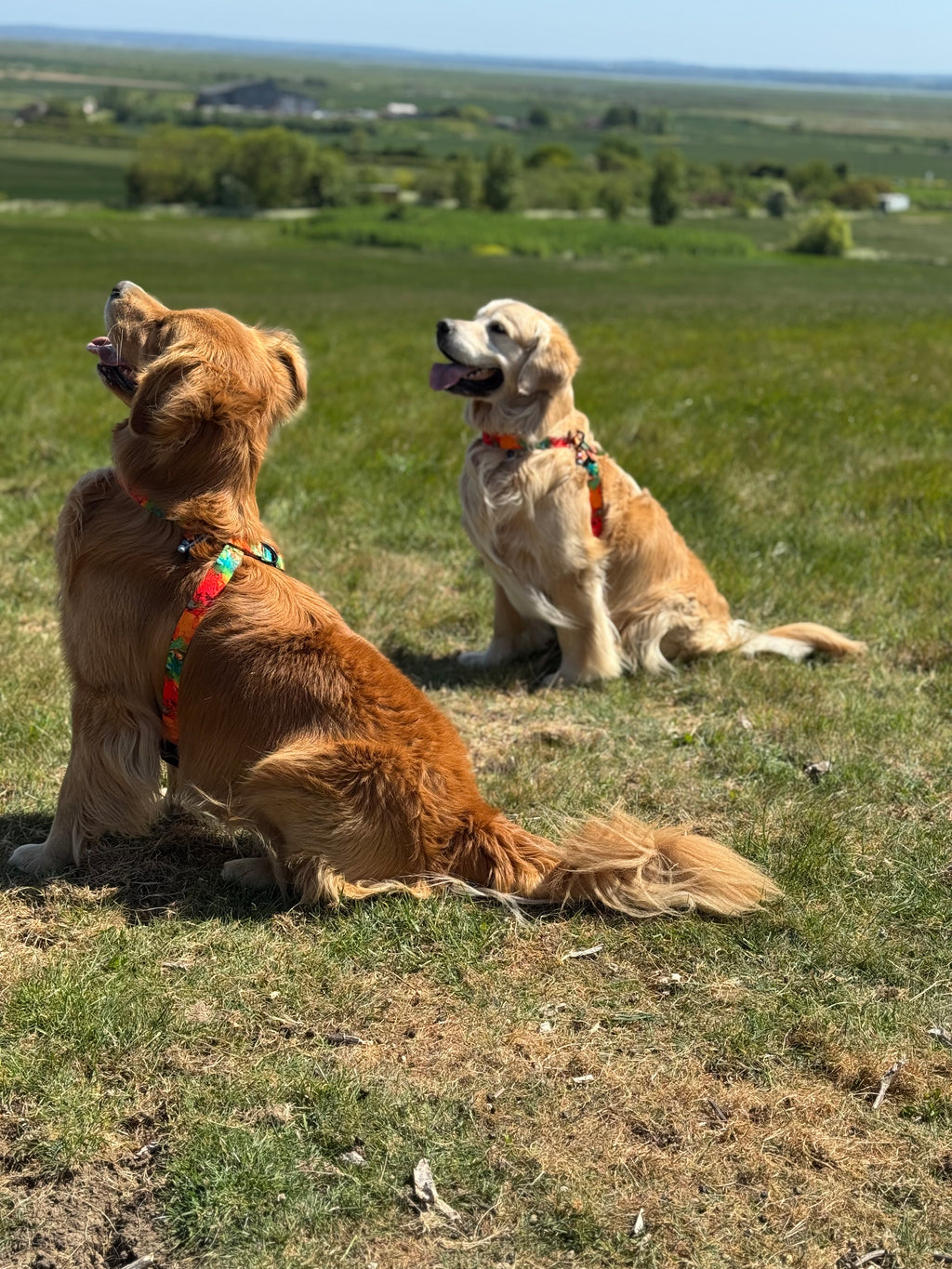 ReadyForHarness | Energy