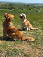 ReadyForHarness | Energy