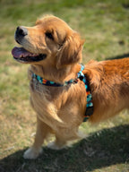 ReadyForHarness | Hexagon