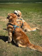 ReadyForHarness | Hexagon