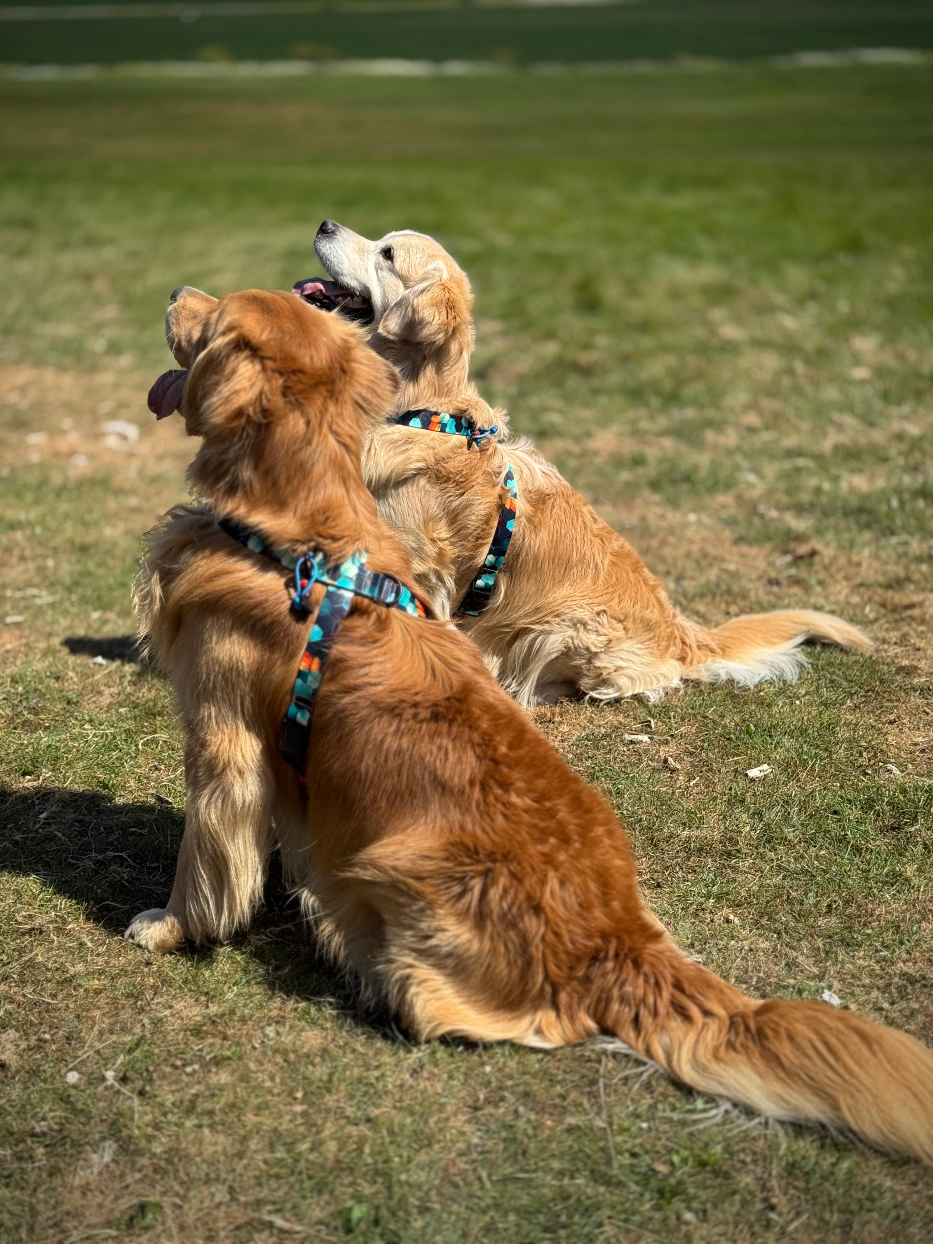 ReadyForHarness | Hexagon