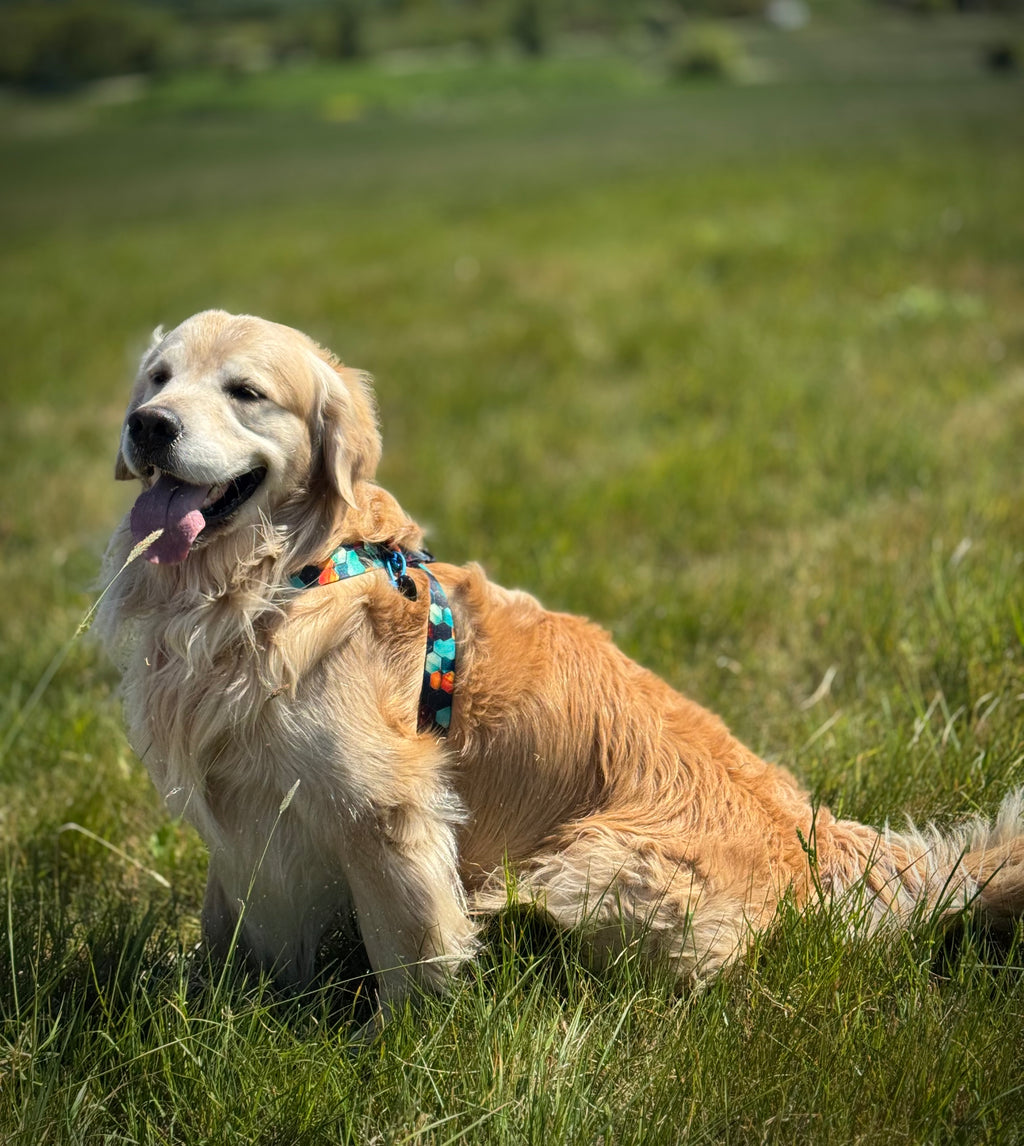 ReadyForHarness | Hexagon