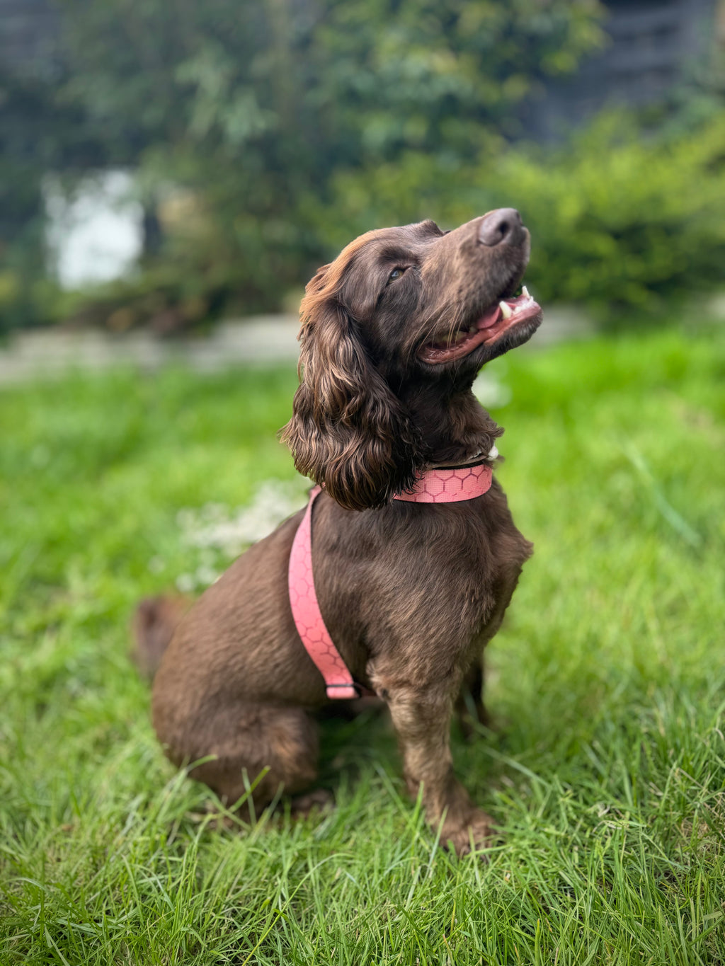 ReadyForHarness | Hexagon Pink