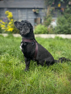 ReadyForHarness | Hexagon Navy