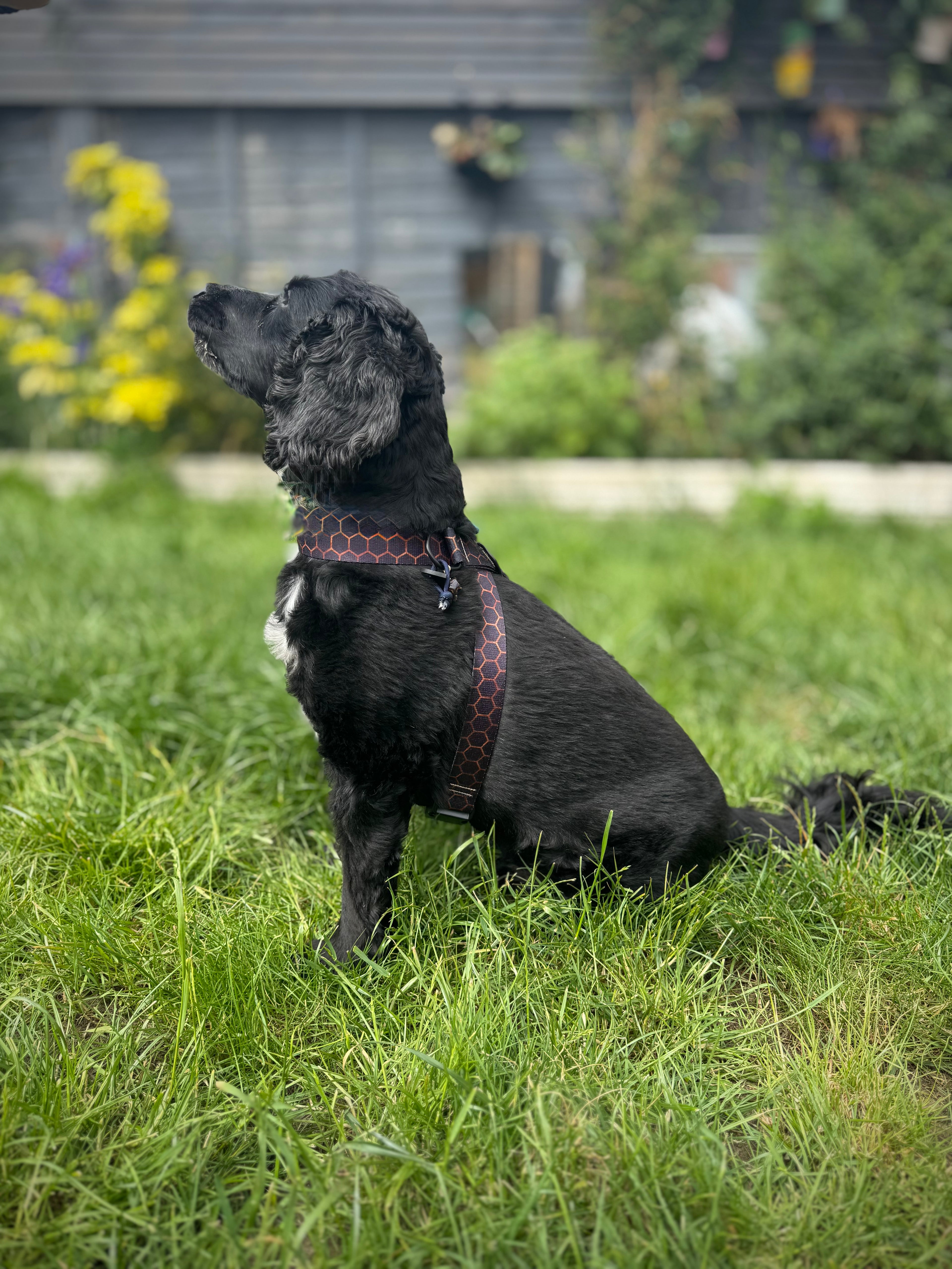 ReadyForHarness | Hexagon Navy