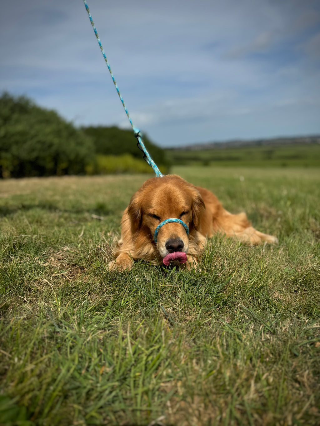 ReadyForGentleLeader | Blue | 10mm