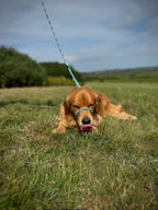 ReadyForGentleLeader | Blue | 10mm