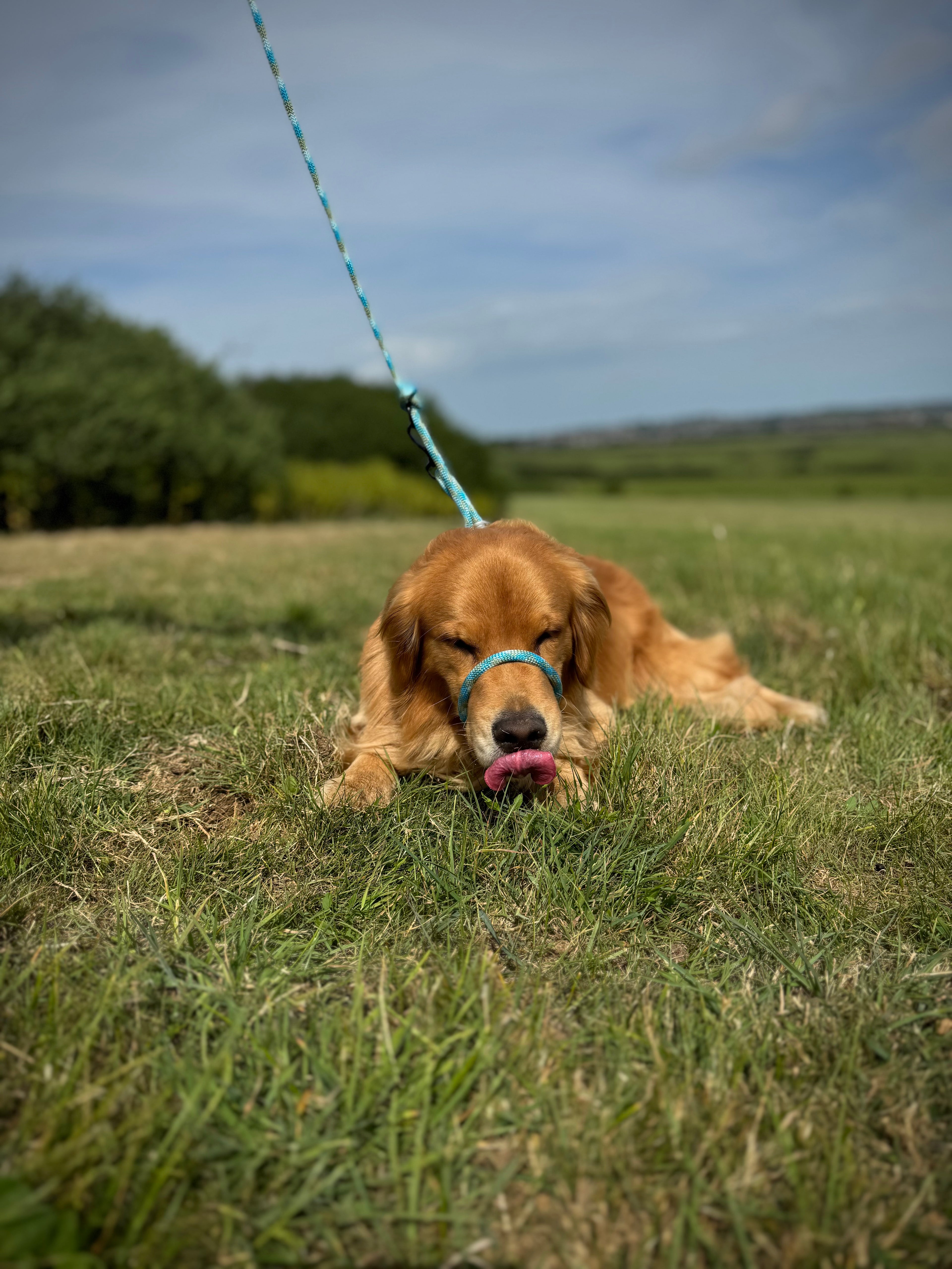 ReadyForGentleLeader | Blue | 10mm