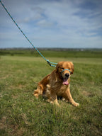 ReadyForGentleLeader | Blue | 10mm