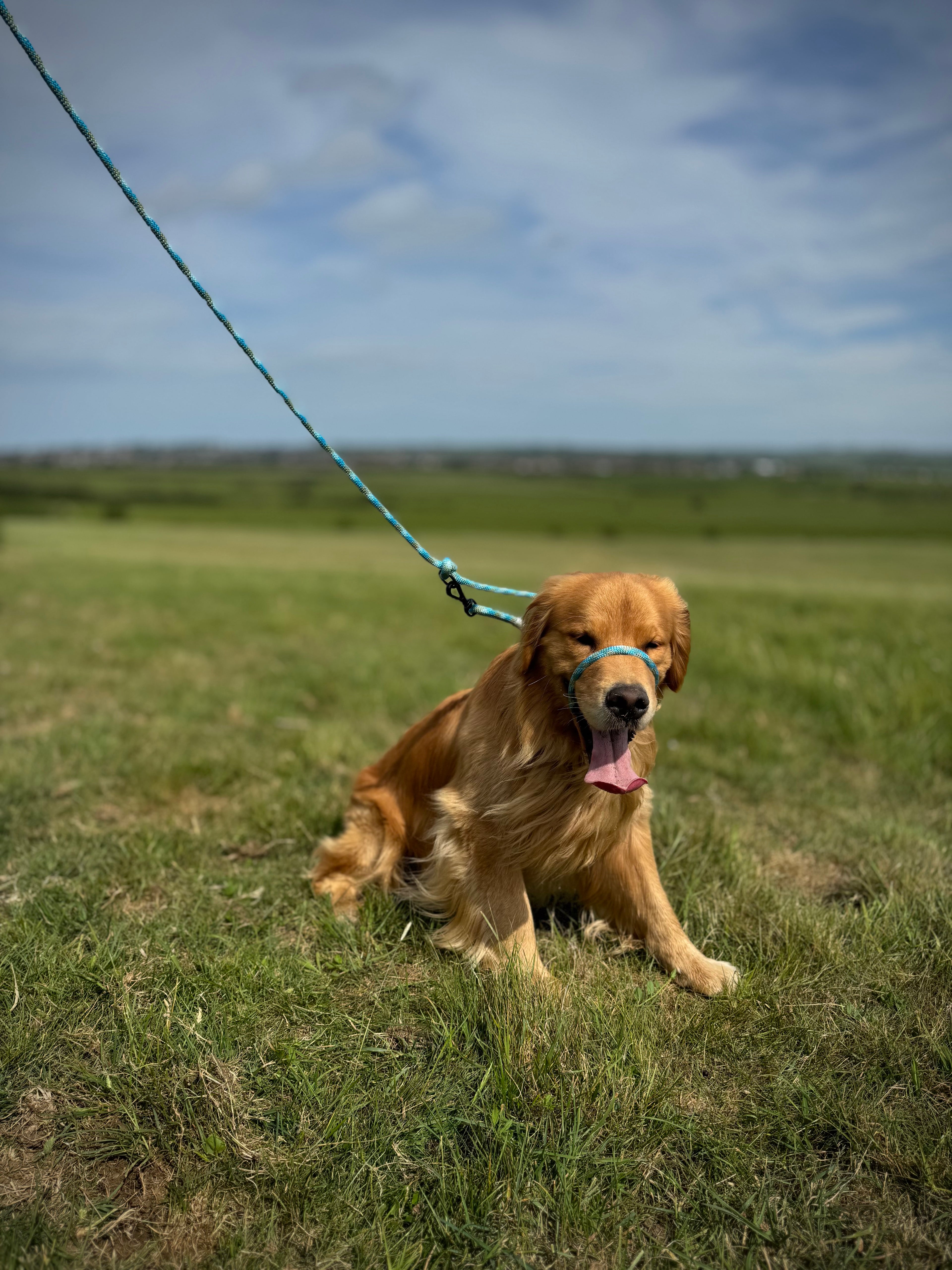 ReadyForGentleLeader | Blue | 10mm
