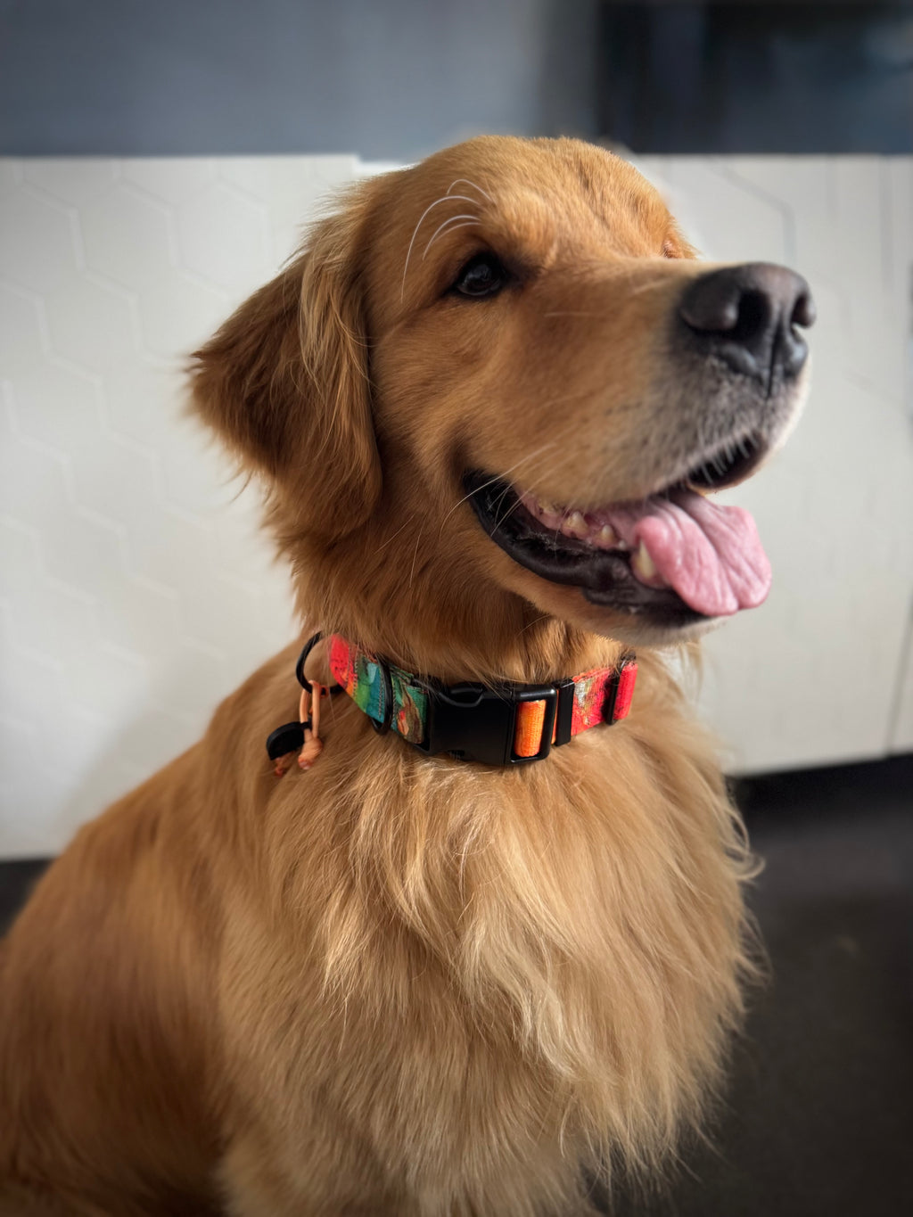 ReadyForBuckle | Collar | Energy