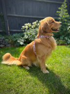 ReadyForHarness | Meadow