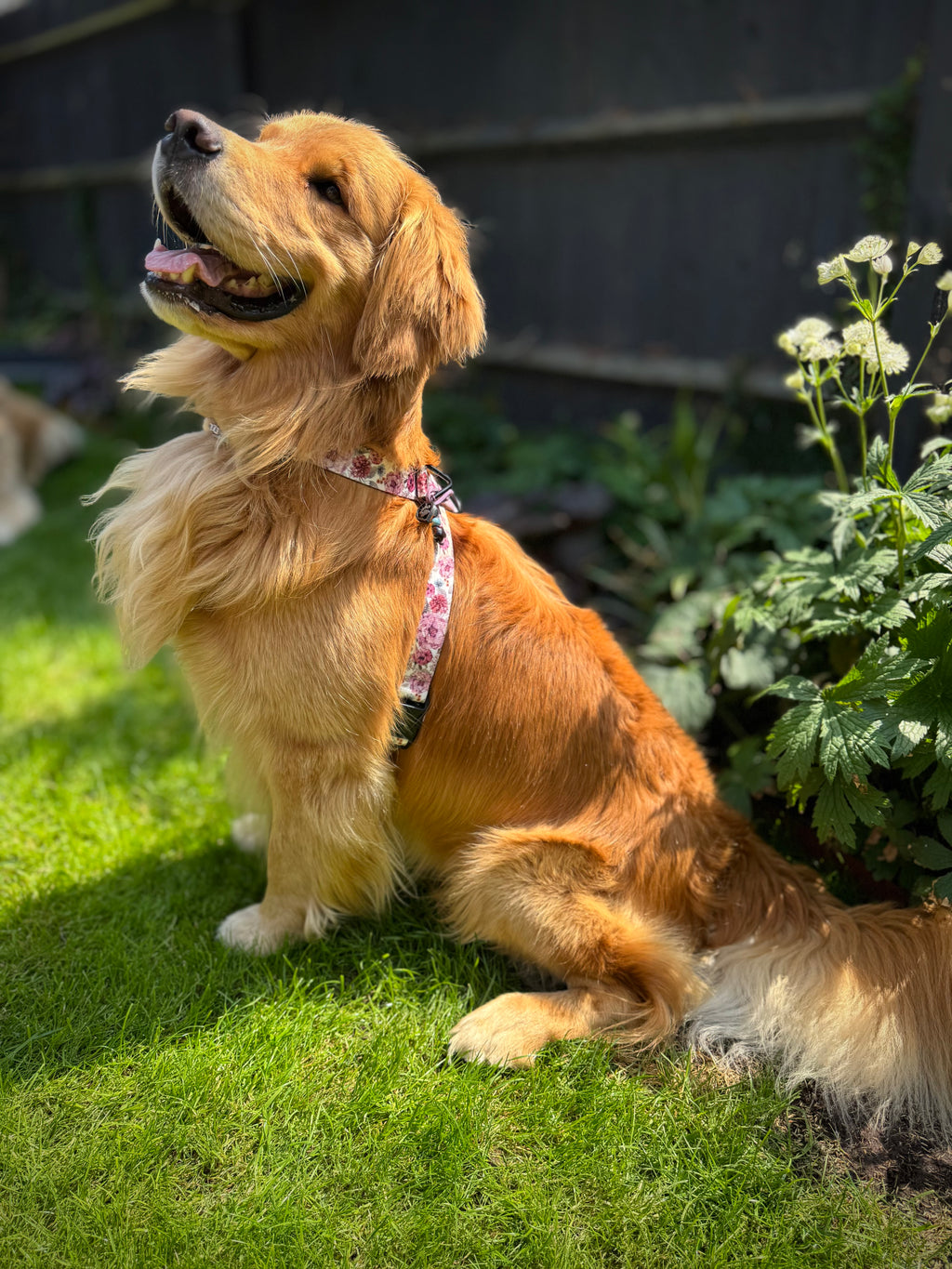 ReadyForHarness | Meadow