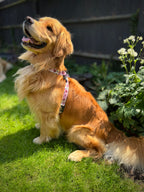 ReadyForHarness | Meadow