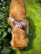 ReadyForHarness | Meadow