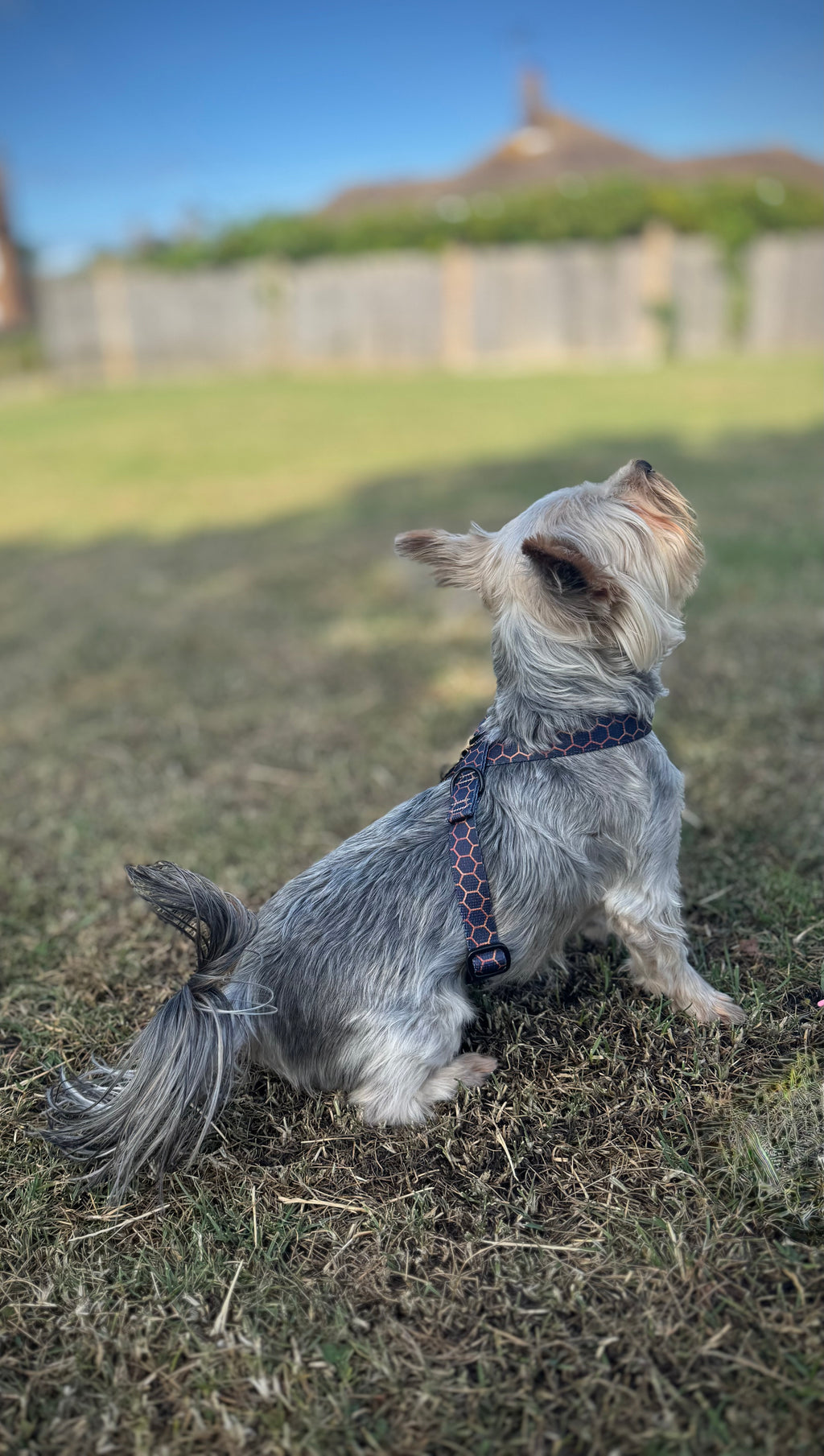 ReadyForHarness | Hexagon Navy