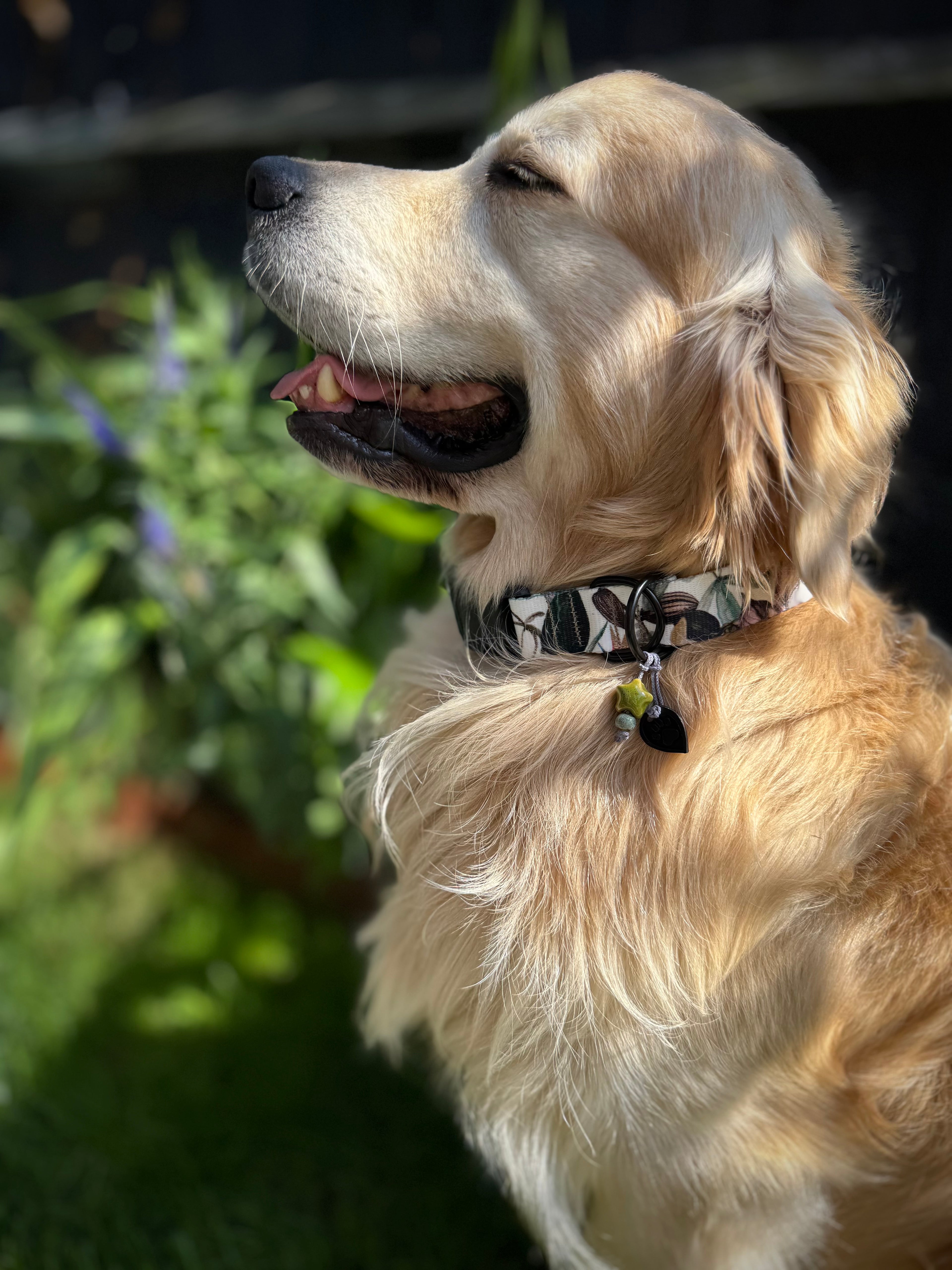 ReadyForBuckle | Collar | Banana Tree