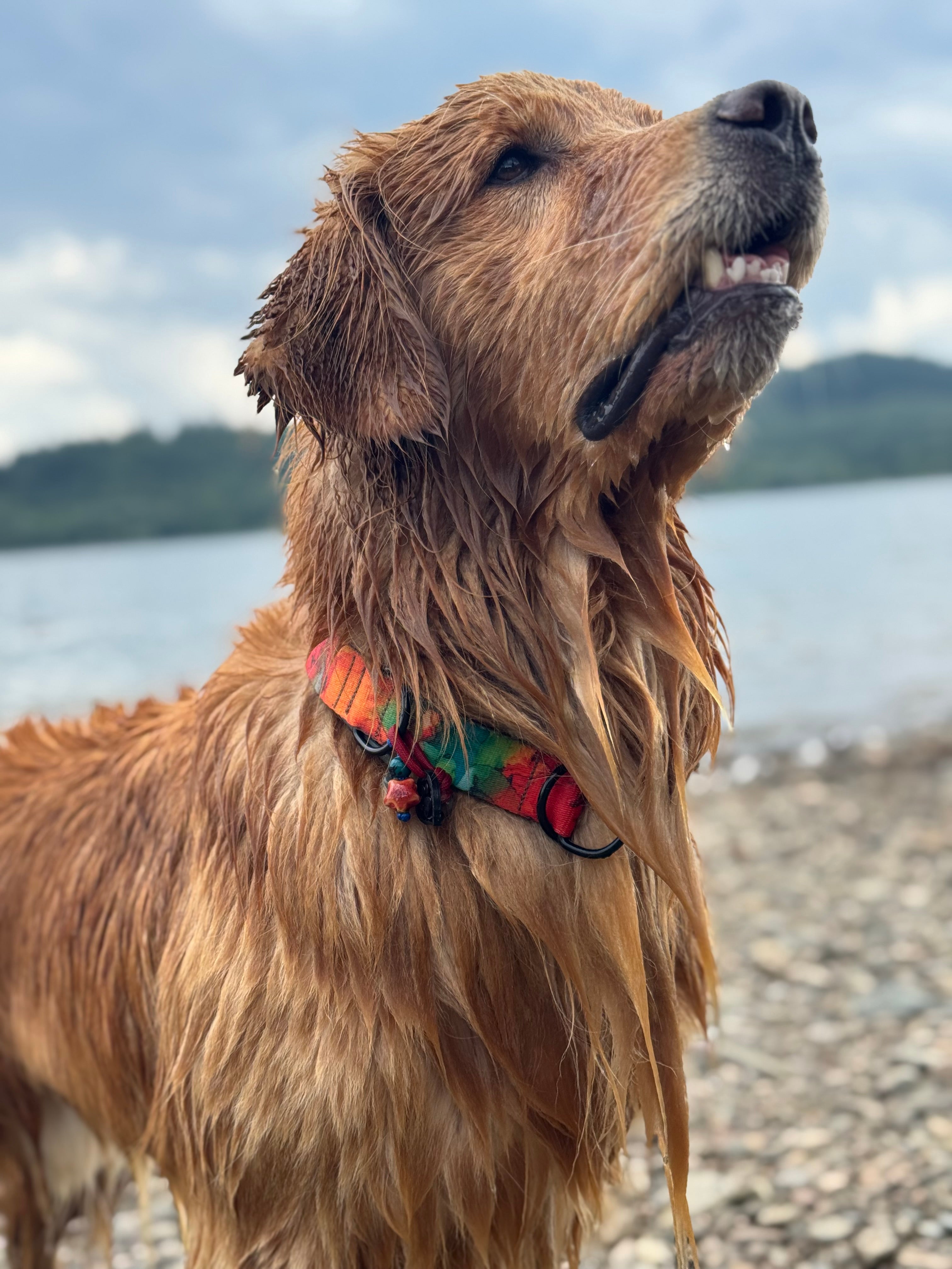 ReadyForBuckle | Collar | Energy