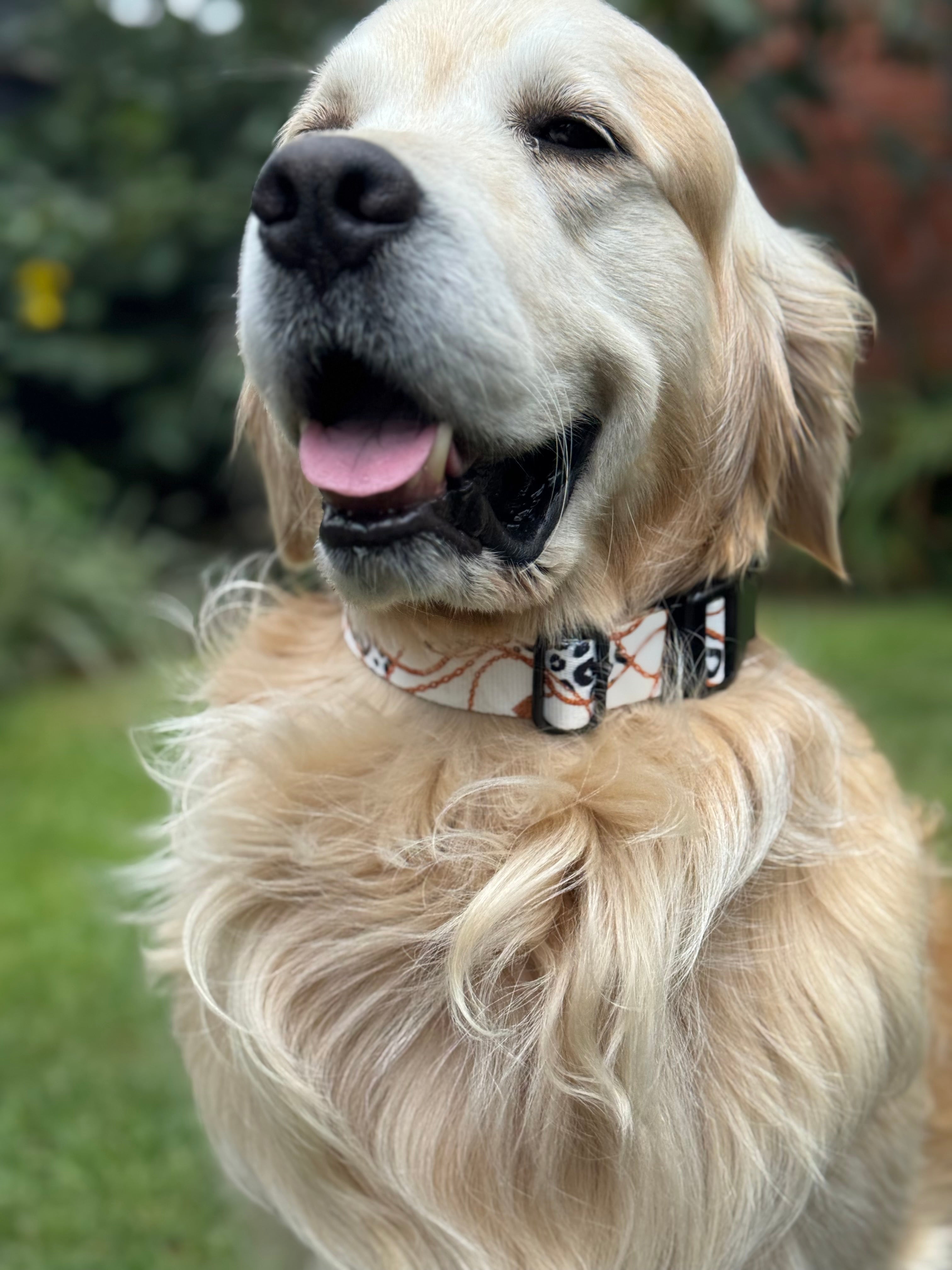 ReadyForBuckle | Collar | Chain