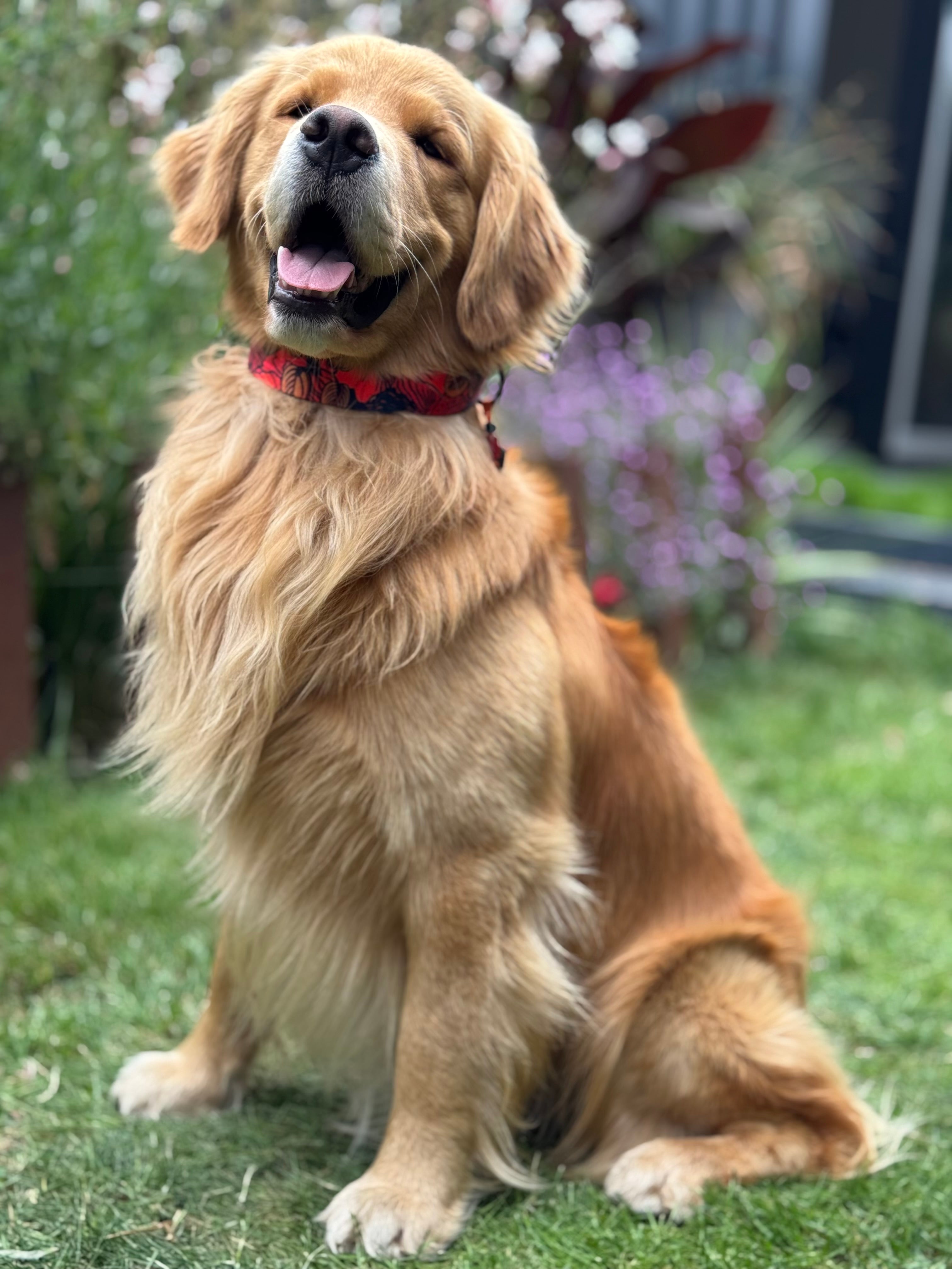 ReadyForBuckle | Collar | Red Fish