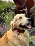 ReadyForBuckle | Collar | Red Fish