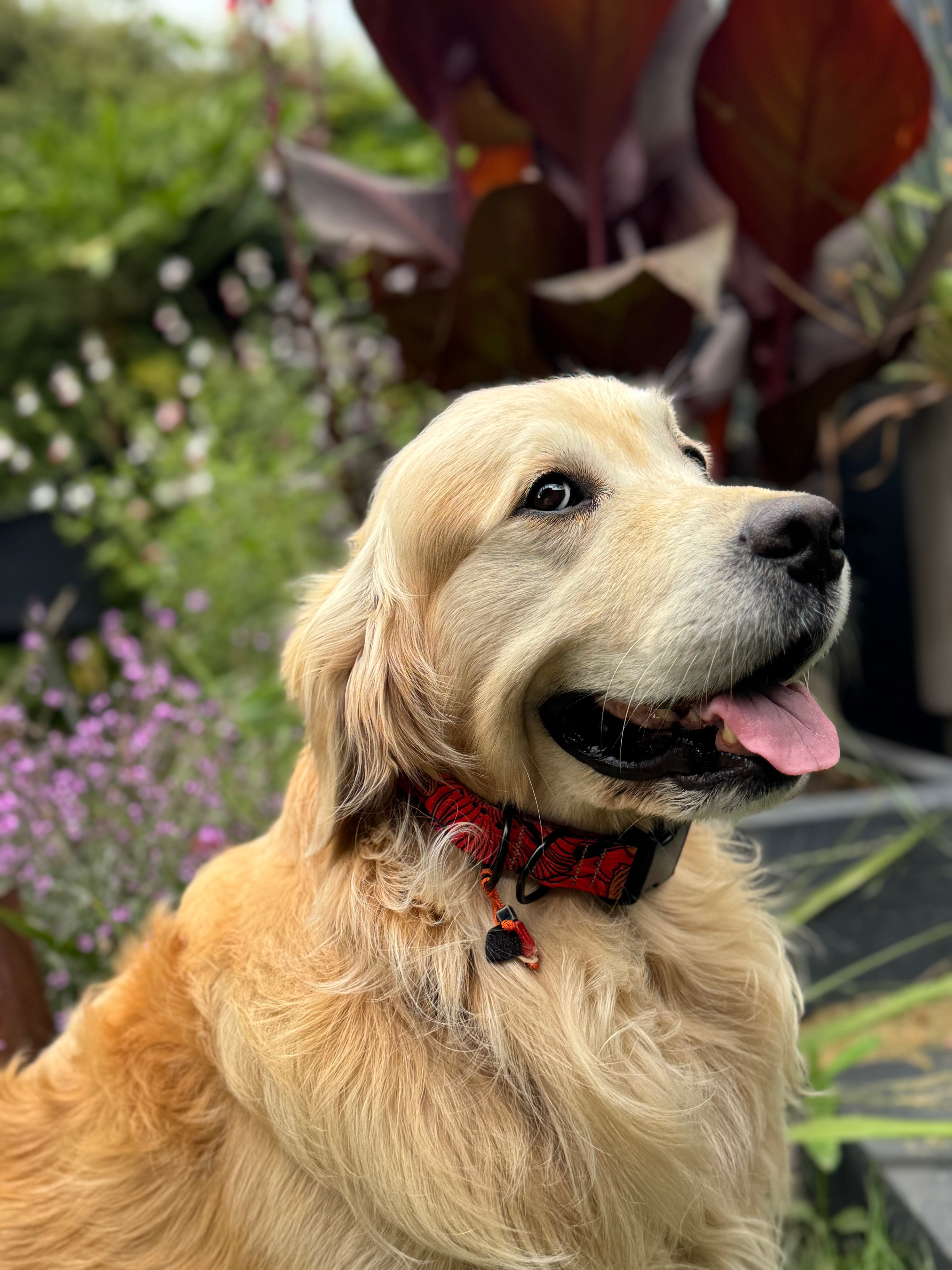 ReadyForBuckle | Collar | Red Fish