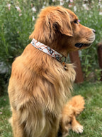 ReadyForBuckle | Collar | Chain