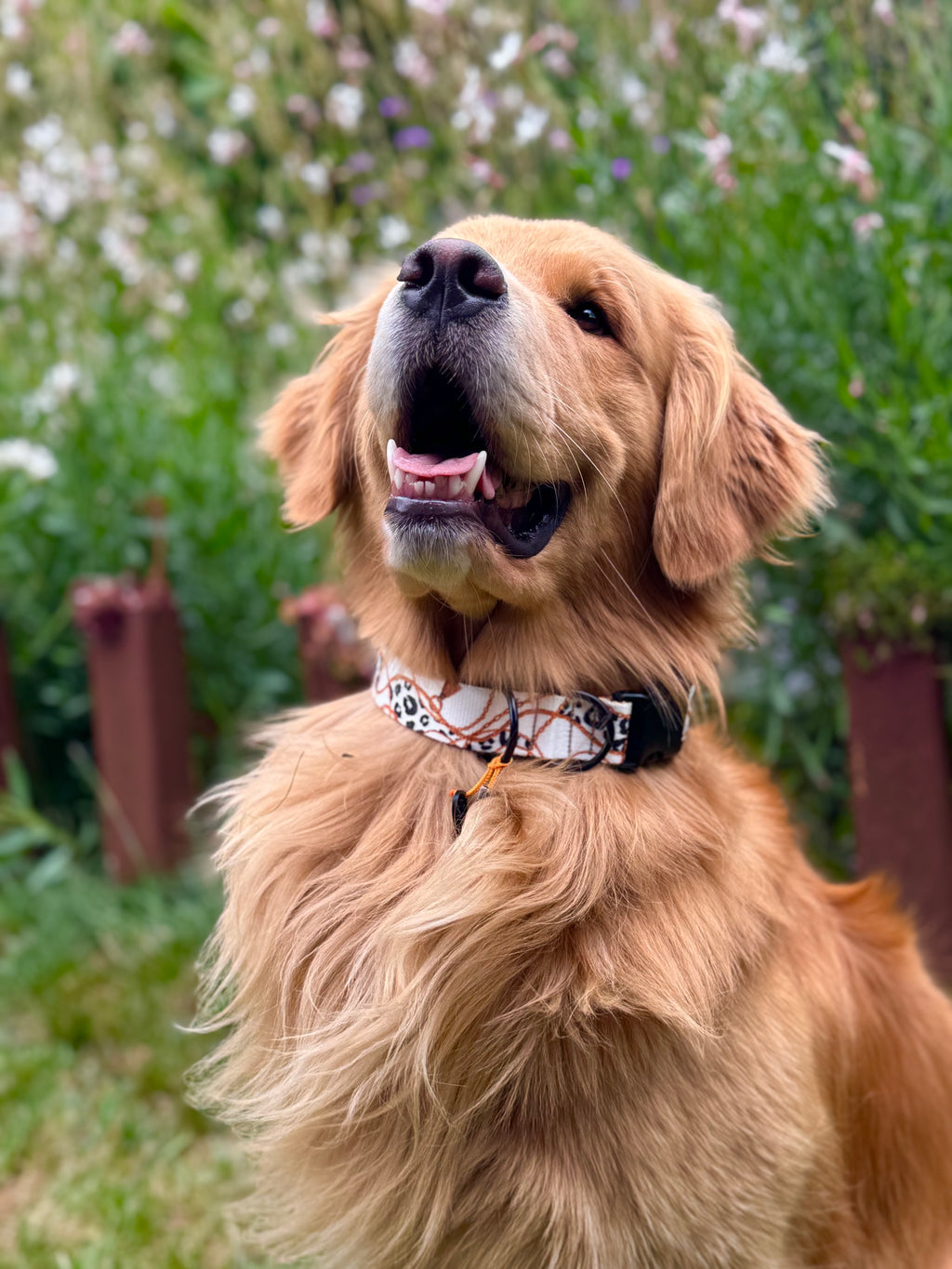 ReadyForBuckle | Collar | Chain