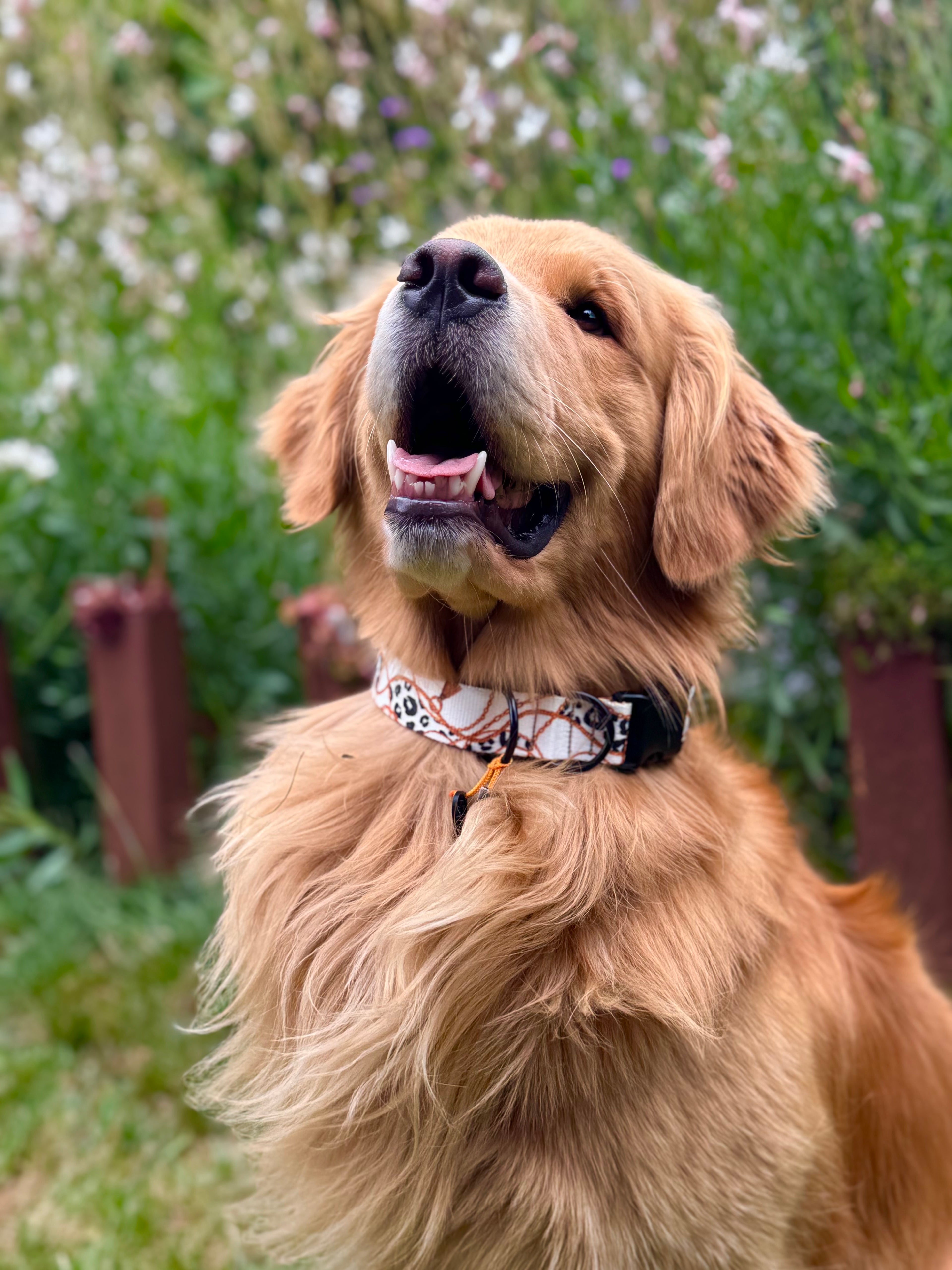 ReadyForBuckle | Collar | Chain