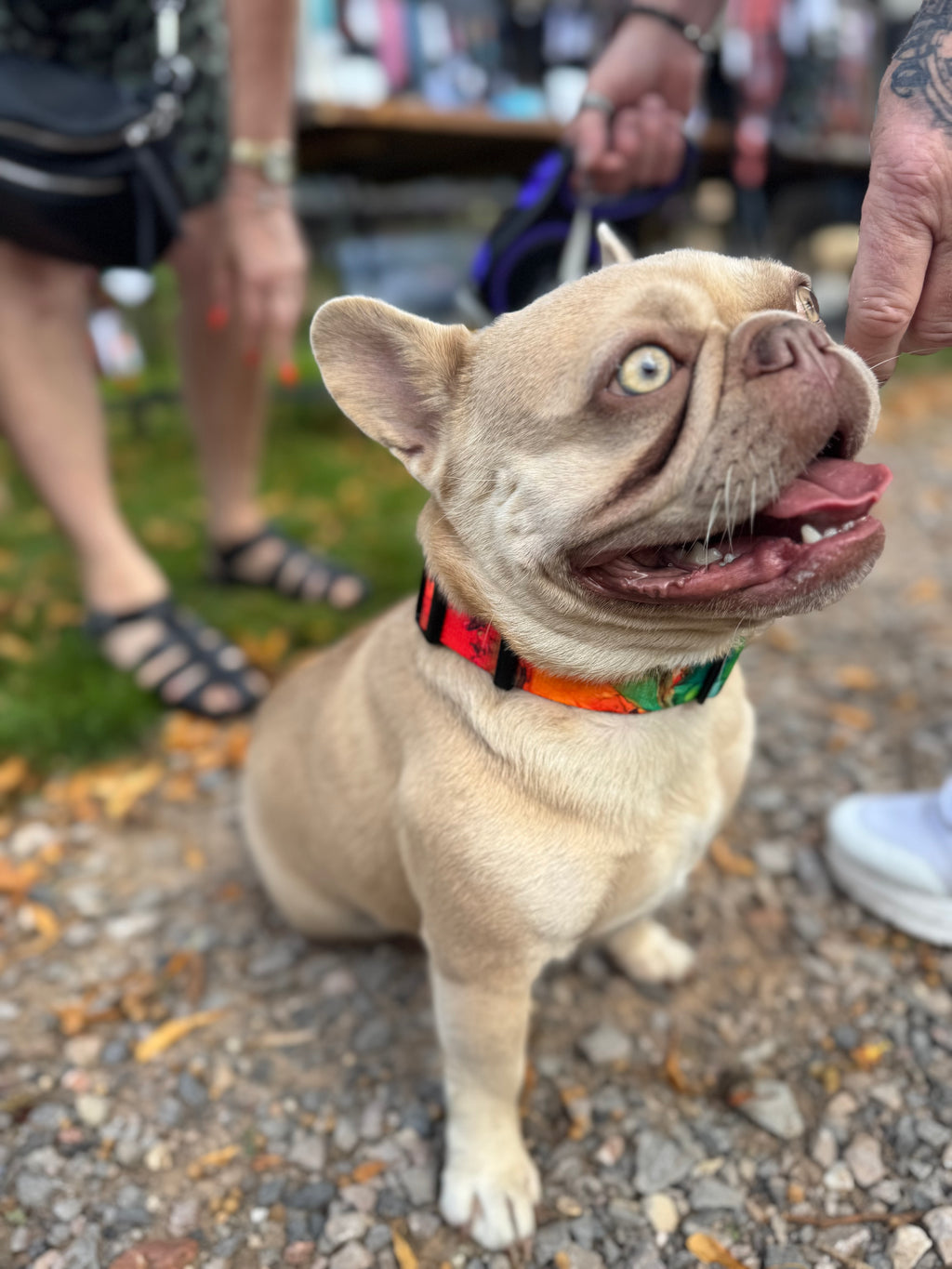 ReadyForBuckle | Collar | Energy