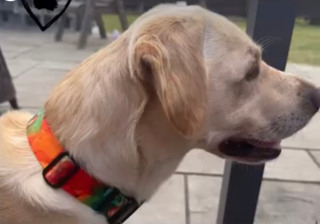 ReadyForBuckle | Collar | Energy