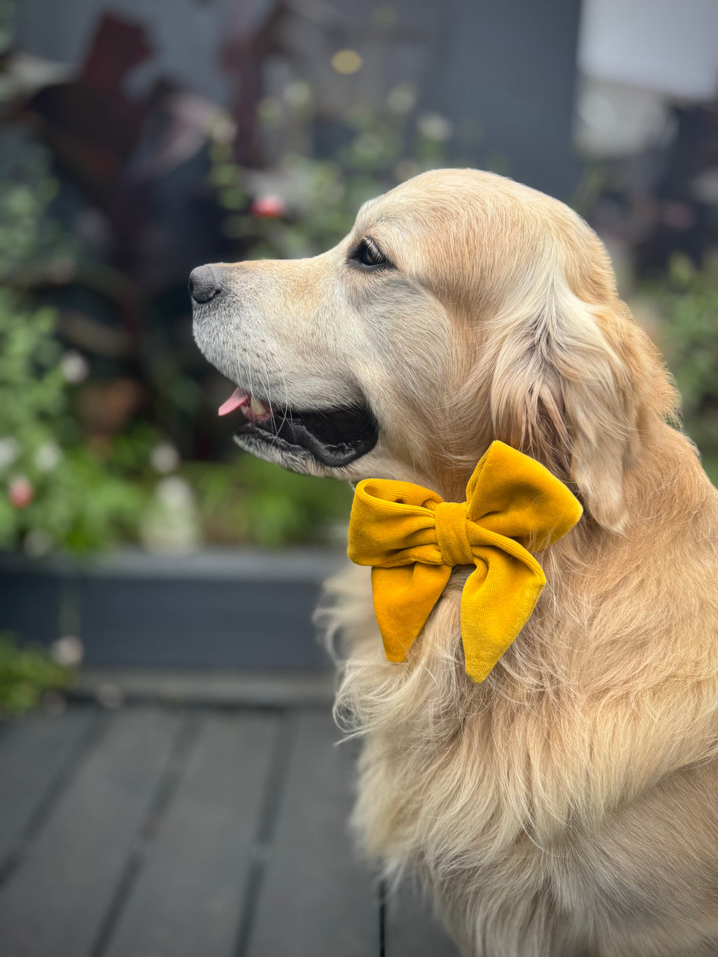 ReadyForBowTie | Velvet Yellow/Blue