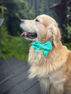 ReadyForBowTie | Velvet Light Turquoise/Brown