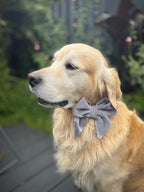 ReadyForBowTie | Velvet Grey/Pink