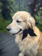 ReadyForBowTie | Velvet Black/Red