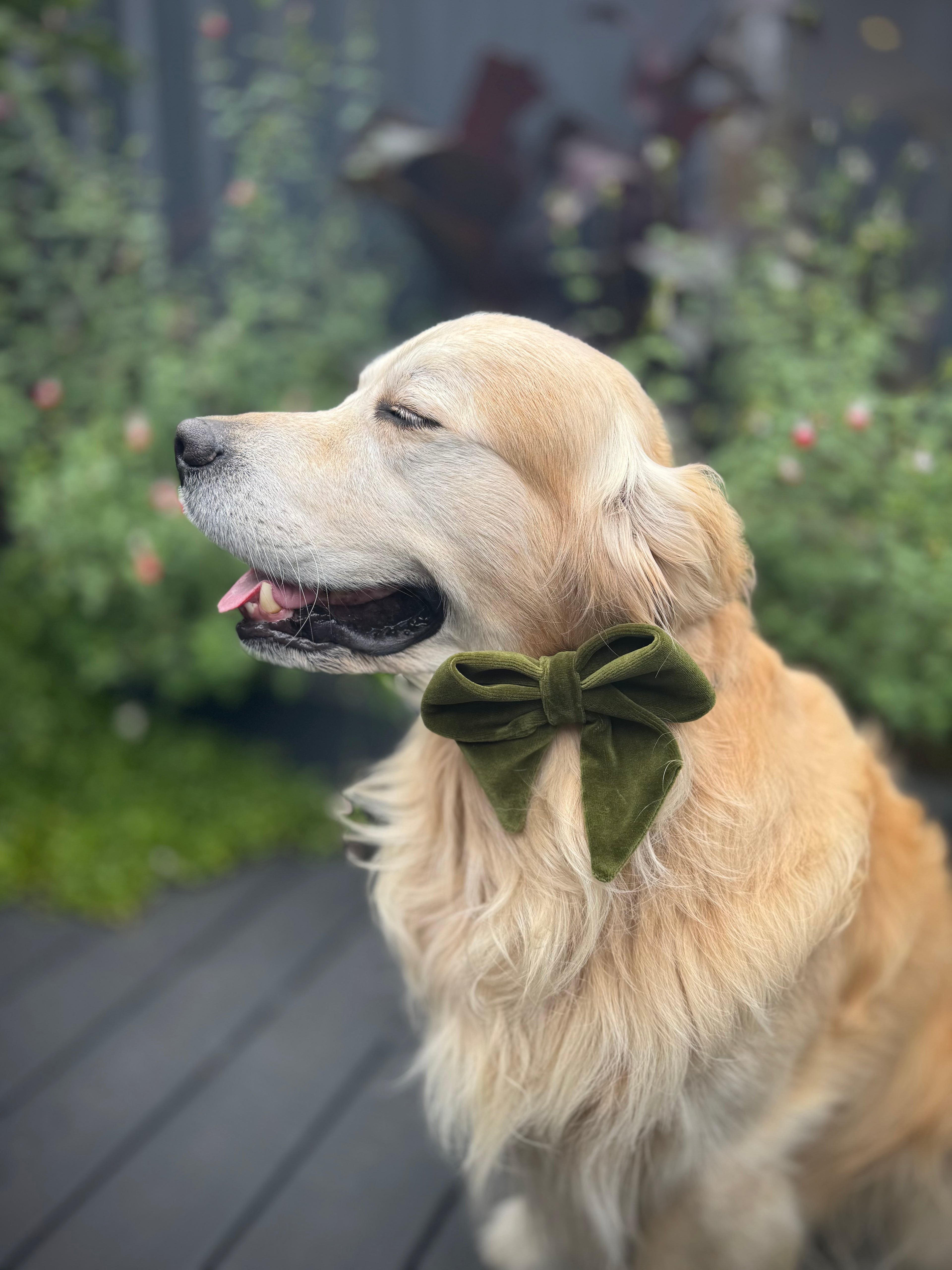 ReadyForBowTie | Velvet Green/Orange