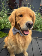 ReadyForBowTie | Velvet Grey/Pink