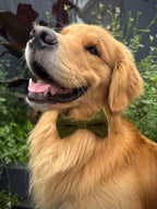 ReadyForBowTie | Velvet Green/Blue