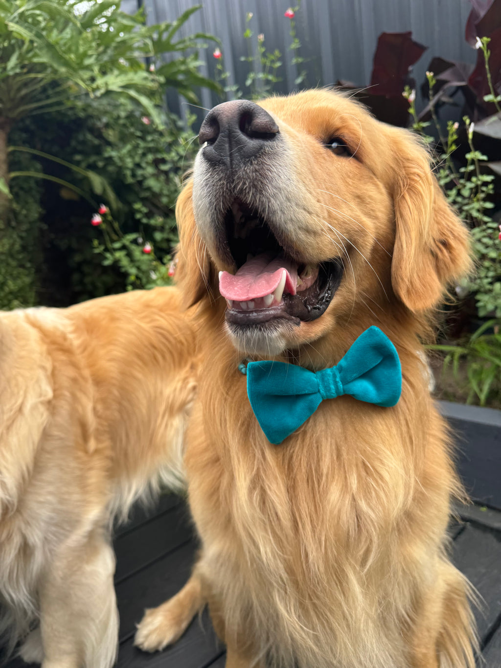 ReadyForBowTie | Velvet Dark Turquoise/Dark Turquoise