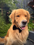 ReadyForBowTie | Velvet Black/Red