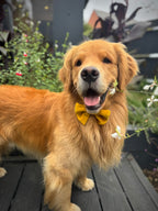 ReadyForBowTie | Velvet Yellow/Blue