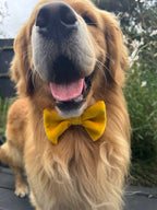 ReadyForBowTie | Velvet Yellow/Blue