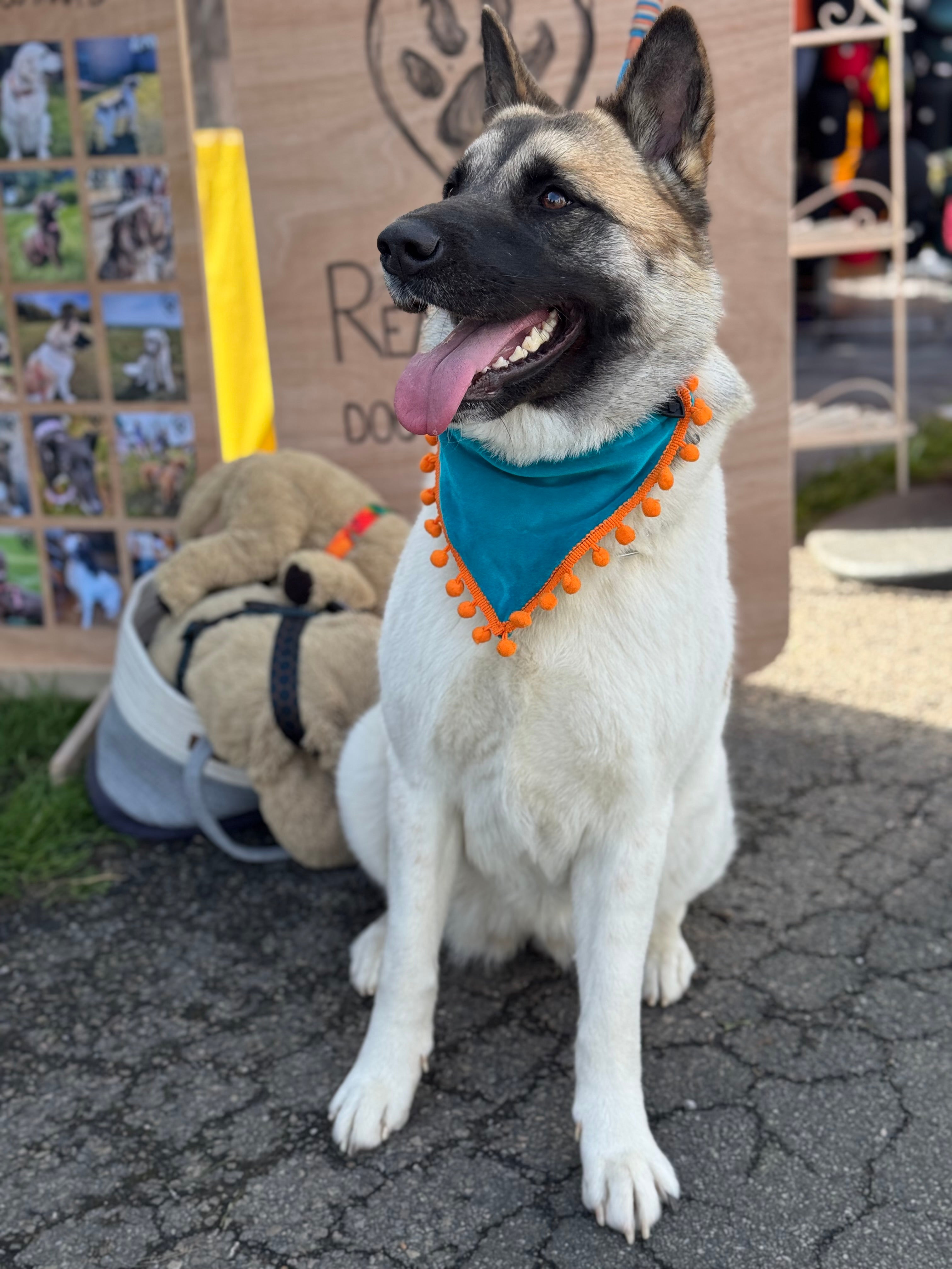 ReadyForBandana | Velvet  | Dark Turquoise
