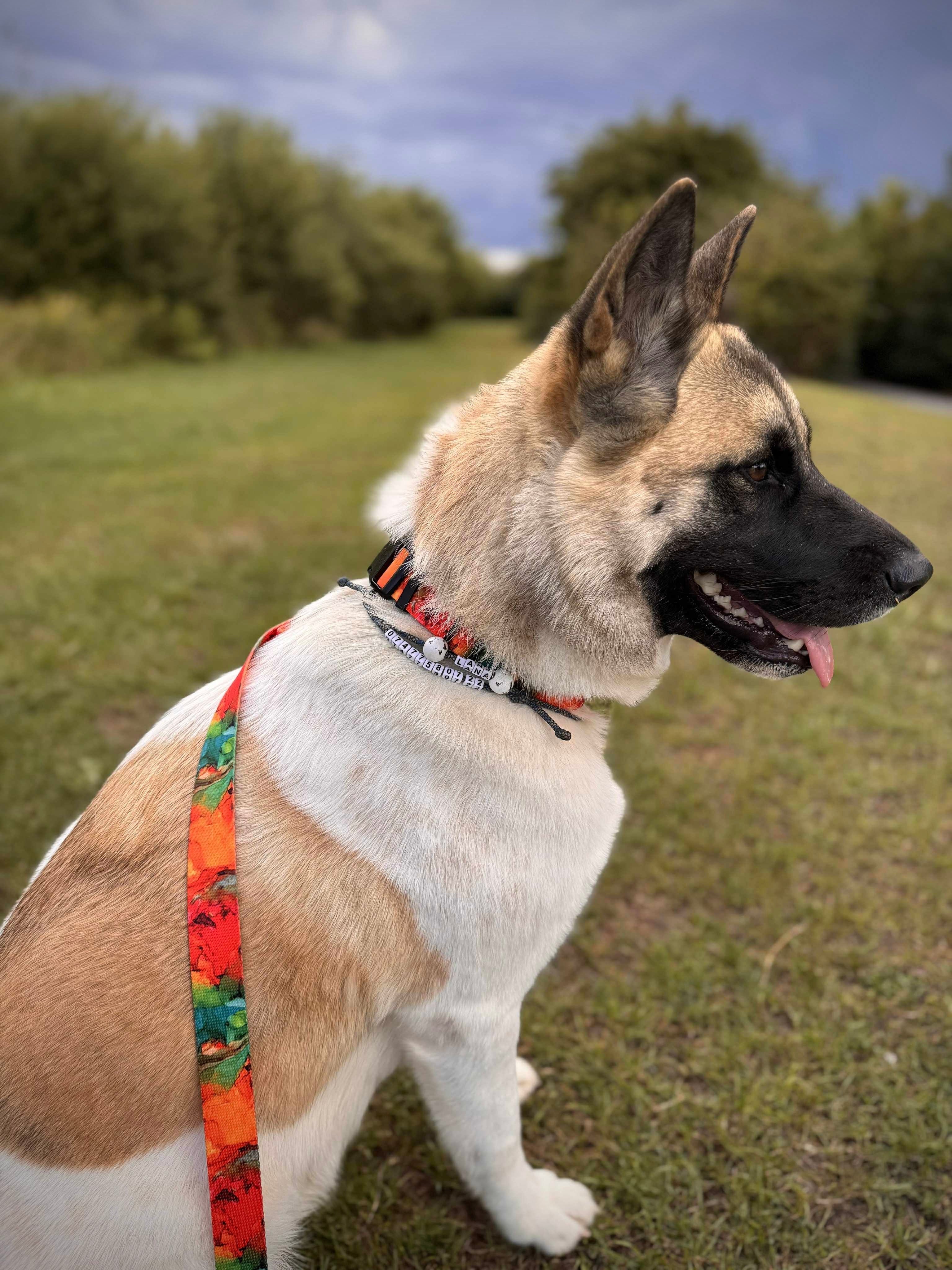 ReadyForBuckle | Collar | Energy